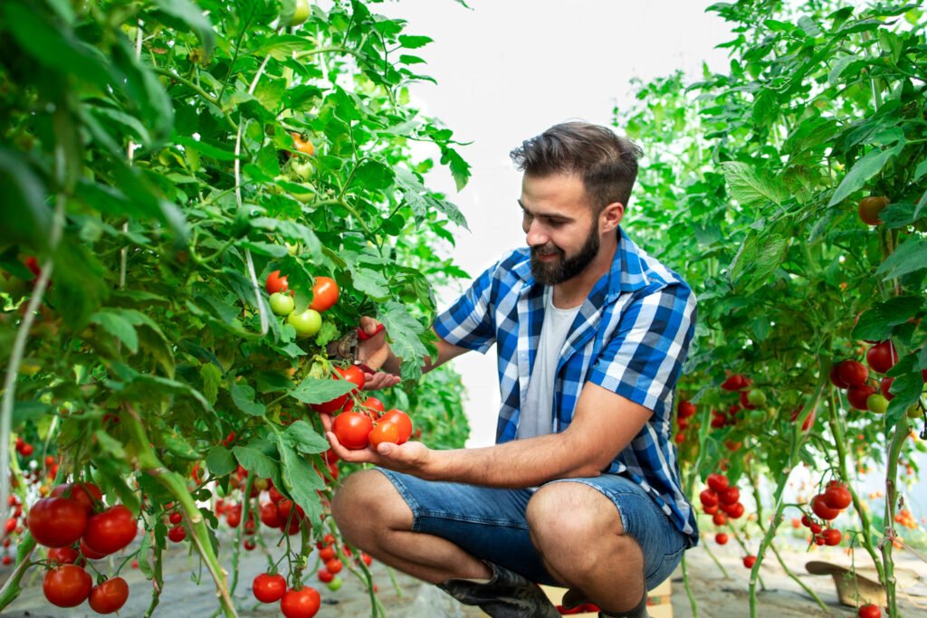 How to Plant Tomato Companion Plants