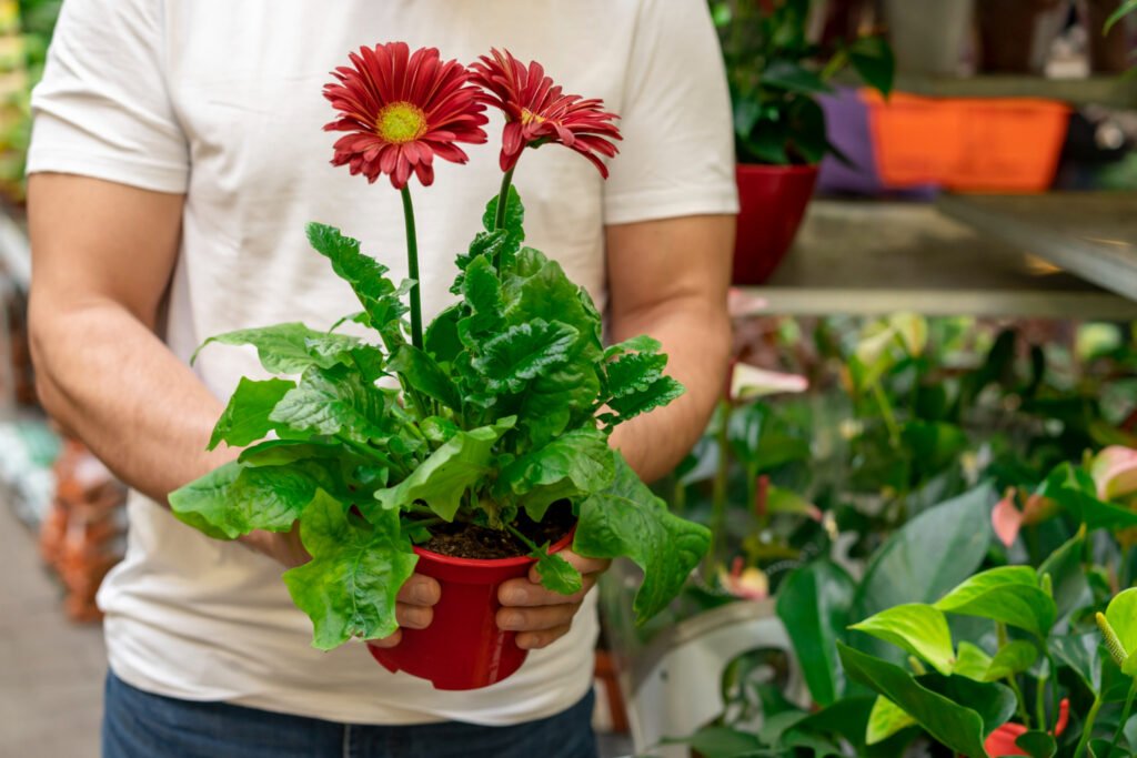Are Prayer Plant Flowers a Sign of Good Health