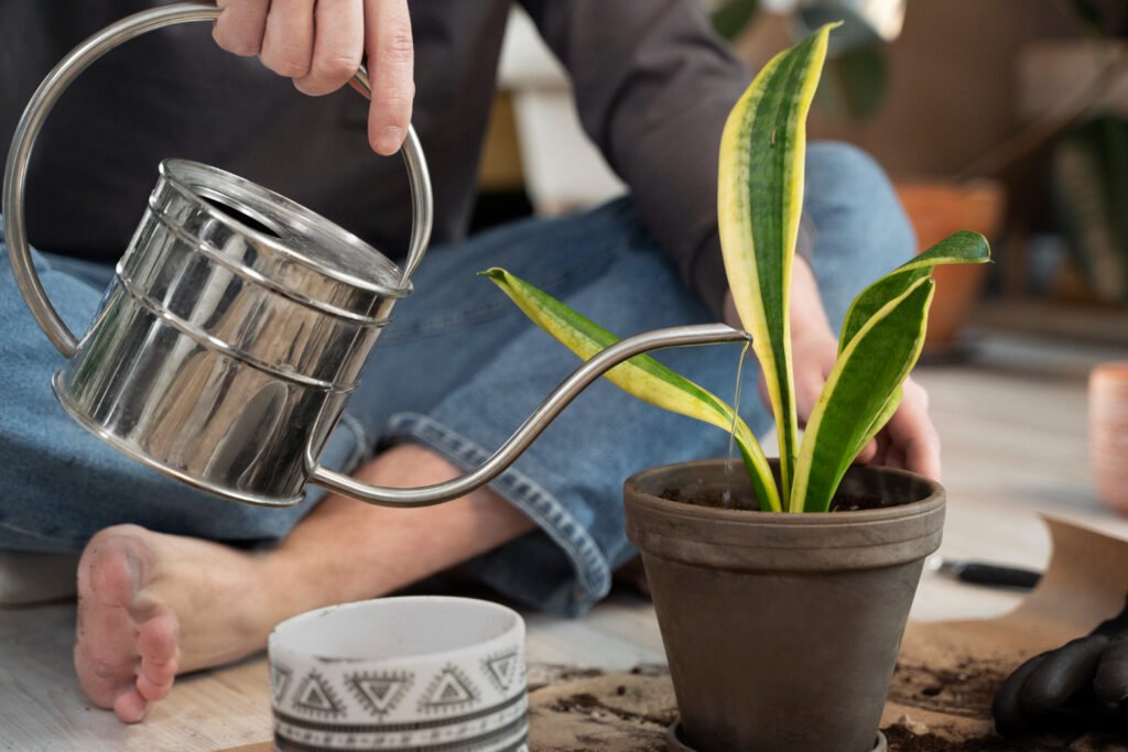 Common Snake Plant Propagation Problems