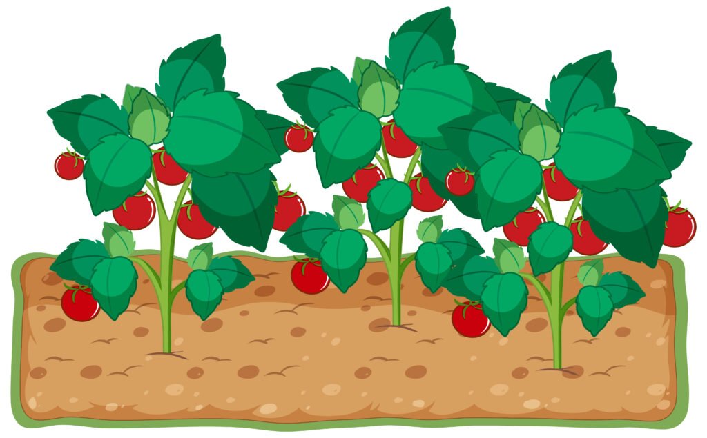 A Simple Tomato Companion Planting Layout