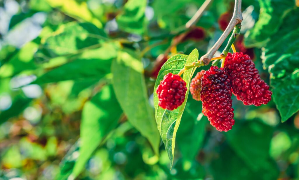 Is a Weeping Mulberry Suitable for a Small Yard