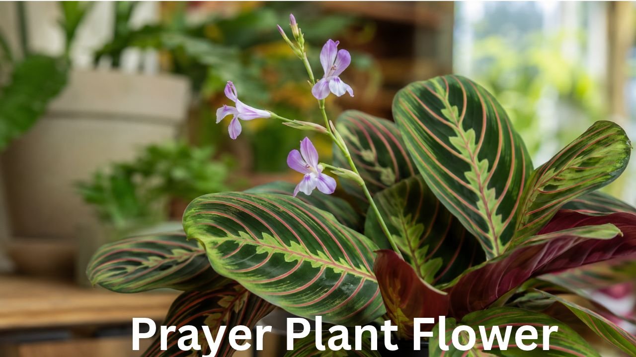 Prayer Plant Flower: How to Encourage Blooms and Care for Your Maranta